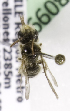  (Rhophitulus sp3 - CCDB-09997 E11)  @11 [ ] Copyright (2011) Laurence Packer York University
