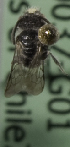  (Austropanurgus danunciae - CCDB-10037 G01)  @12 [ ] Copyright (2011) Laurence Packer York University