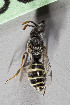  ( - CCDB-28316 D02)  @11 [ ] CreativeCommons - Attribution (2015) Laurence Packer York University