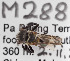  (Lepidotrigona sp. North1 - CCDB-30385 D04)  @13 [ ] CreativeCommons - Attribution (2017) Laurence Packer York University