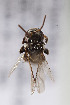  (Tetragonula sp - CCDB-30387 D04)  @11 [ ] CreativeCommons - Attribution (2018) Laurence Packer York University
