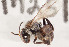  ( - CCDB-30385 D10)  @12 [ ] CreativeCommons - Attribution (2017) Laurence Packer York University