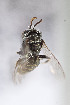  (Pseudosarus n. sp - CCDB-30387 D10)  @12 [ ] CreativeCommons - Attribution (2018) Laurence Packer York University