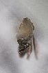  ( - CCDB-30387 E01)  @11 [ ] CreativeCommons - Attribution (2018) Laurence Packer York University