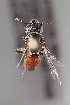  (Perditomorpha n. sp - CCDB-28315 F02)  @11 [ ] CreativeCommons - Attribution (2015) Laurence Packer York University