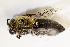  ( - CCDB-30346 F10)  @12 [ ] CreativeCommons - Attribution (2017) Laurence Packer York University