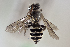  (Parepeolus - CCDB-24582 F12)  @14 [ ] CreativeCommons - Attribution (2016) Laurence Packer York University