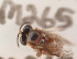 (Tetragonula sirindhornae - CCDB-30385 G01)  @12 [ ] CreativeCommons - Attribution (2017) Laurence Packer York University