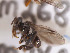  (Tetragonula hirashimai - CCDB-30385 G07)  @13 [ ] CreativeCommons - Attribution (2017) Laurence Packer York University