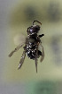  (Perditomorpha spE - CCDB-28314 G08)  @12 [ ] CreativeCommons - Attribution (2015) Laurence Packer York University