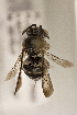  (Epeolus erigeronis - CCDB-24582 G09)  @11 [ ] CreativeCommons - Attribution (2016) Laurence Packer York University