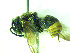  (Hoplostelis sp. B - CCDB-30387 H02)  @11 [ ] CreativeCommons - Attribution (2018) Laurence Packer York University