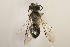  (Torocolletes - CCDB-30346 H04)  @13 [ ] CreativeCommons - Attribution (2017) Laurence Packer York University