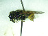  (Hoplostelis sp. C - CCDB-30387 H04)  @11 [ ] CreativeCommons - Attribution (2018) Laurence Packer York University