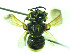  (Hoplostelis sp. A3 - CCDB-30387 H06)  @11 [ ] CreativeCommons - Attribution (2018) Laurence Packer York University