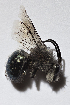  ( - CCDB-30384 H07)  @13 [ ] CreativeCommons - Attribution (2017) Laurence Packer York University
