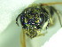  (Hoplostelis sp. A2 - CCDB-30387 H08)  @11 [ ] CreativeCommons - Attribution (2018) Laurence Packer York University