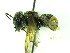  (Hoplostelis sp. A4 - CCDB-30387 H10)  @11 [ ] CreativeCommons - Attribution (2018) Laurence Packer York University