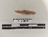  (Hemigastrodrilus - DFM-0838)  @11 [ ] by-nc-sa (2021) Thibaud Decaëns Universite Montpellier, CEFE Lab