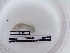  (Allolobophora chlorotica - DFM-0646)  @11 [ ] by-nc-sa (2021) Thibaud Decaëns Universite Montpellier, CEFE Lab