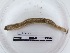  (Allolobophora chaetophora - DFM-0676)  @11 [ ] by-nc-sa (2021) Thibaud Decaëns Universite Montpellier, CEFE Lab