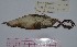  (Laterallus melanophaius - MNHN_5724)  @11 [ ] Copyright (2016) Museo Nacional de Historia Natural Museo Nacional de Historia Natural