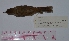  (Phacellodomus sibilatrix - MNHN_5841)  @11 [ ] Copyright (2016) Museo Nacional de Historia Natural Museo Nacional de Historia Natural