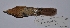  (Phacellodomus ferrugineigula - MNHN_5952)  @11 [ ] Copyright (2016) Museo Nacional de Historia Natural Museo Nacional de Historia Natural
