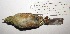  ( - MNHN_6015)  @11 [ ] Copyright (2015) Museo Nacional de Historia Natural Museo Nacional de Historia Natural
