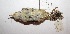  ( - MNHN_6371)  @11 [ ] Copyright (2016) Museo Nacional de Historia Natural Museo Nacional de Historia Natural