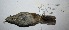  ( - MNHN_6380)  @11 [ ] Copyright (2016) Museo Nacional de Historia Natural Museo Nacional de Historia Natural