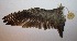  ( - SCT_770)  @11 [ ] Copyright (2016) Museo Nacional de Historia Natural Museo Nacional de Historia Natural