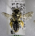  (Nesocolletes fulvescens - CCDB-15284 B01)  @14 [ ] CreativeCommons - Attribution Non-Commercial Share-Alike (2011) Packer Collection York University York University