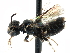  ( - 06709C11-CA)  @12 [ ] CreativeCommons - Attribution (2016) CBG Photography Group Centre for Biodiversity Genomics