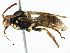  ( - 06709G04-WA)  @12 [ ] CreativeCommons - Attribution (2016) CBG Photography Group Centre for Biodiversity Genomics