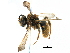  (Andrena astragali - 06709G07-WA)  @13 [ ] CreativeCommons - Attribution (2016) CBG Photography Group Centre for Biodiversity Genomics
