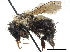  ( - 06745C08-ON)  @13 [ ] CreativeCommons - Attribution (2016) CBG Photography Group Centre for Biodiversity Genomics