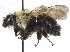  ( - 06745C12-ON)  @14 [ ] CreativeCommons - Attribution (2016) CBG Photography Group Centre for Biodiversity Genomics
