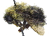  ( - 06745D03-ON)  @13 [ ] CreativeCommons - Attribution (2016) CBG Photography Group Centre for Biodiversity Genomics