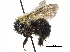  ( - 06745D04-ON)  @13 [ ] CreativeCommons - Attribution (2016) CBG Photography Group Centre for Biodiversity Genomics