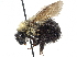  ( - 06745D05-ON)  @14 [ ] CreativeCommons - Attribution (2016) CBG Photography Group Centre for Biodiversity Genomics