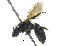  (Andrena nasonii - 06745E08-ON)  @15 [ ] CreativeCommons - Attribution (2016) CBG Photography Group Centre for Biodiversity Genomics