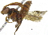  (Nomada sp. 6 - 06745G09-WA)  @12 [ ] CreativeCommons - Attribution (2016) CBG Photography Group Centre for Biodiversity Genomics
