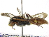  ( - 06745G11-WA)  @13 [ ] CreativeCommons - Attribution (2016) CBG Photography Group Centre for Biodiversity Genomics