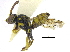  (Nomada sp. 2 - 06745G12-WA)  @12 [ ] CreativeCommons - Attribution (2016) CBG Photography Group Centre for Biodiversity Genomics