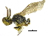  ( - 06745H03-WA)  @12 [ ] CreativeCommons - Attribution (2016) CBG Photography Group Centre for Biodiversity Genomics