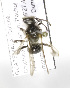  (Andrena GTMMEX01 - 04486D10-GTM)  @11 [ ] CreativeCommons - Attribution Non-Commercial Share-Alike (2010) Unspecified York University