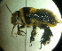  (Centris flavifrons - CCDB-34569 A01)  @11 [ ] CreativeCommons - Attribution by Laurence Packer (2017) Laurence Packer York University