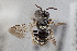  (Camptopoeum negevense - CCDB-33206 A08)  @11 [ ] CreativeCommons - Attribution (2018) Laurence Packer York University