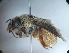  (Centris heithausi - CCDB-34569 A09)  @11 [ ] CreativeCommons - Attribution by Laurence Packer (2017) Laurence Packer York University
